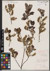 Foto von Salix aurita L.
